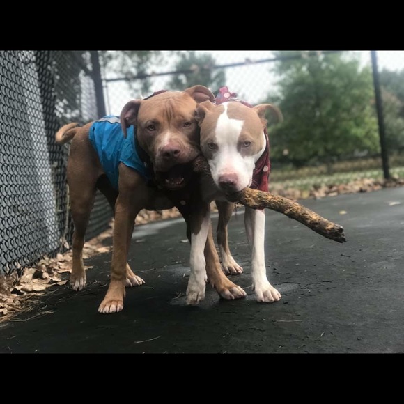 Meet your Posher, Alexcis - Picture 5 of 6